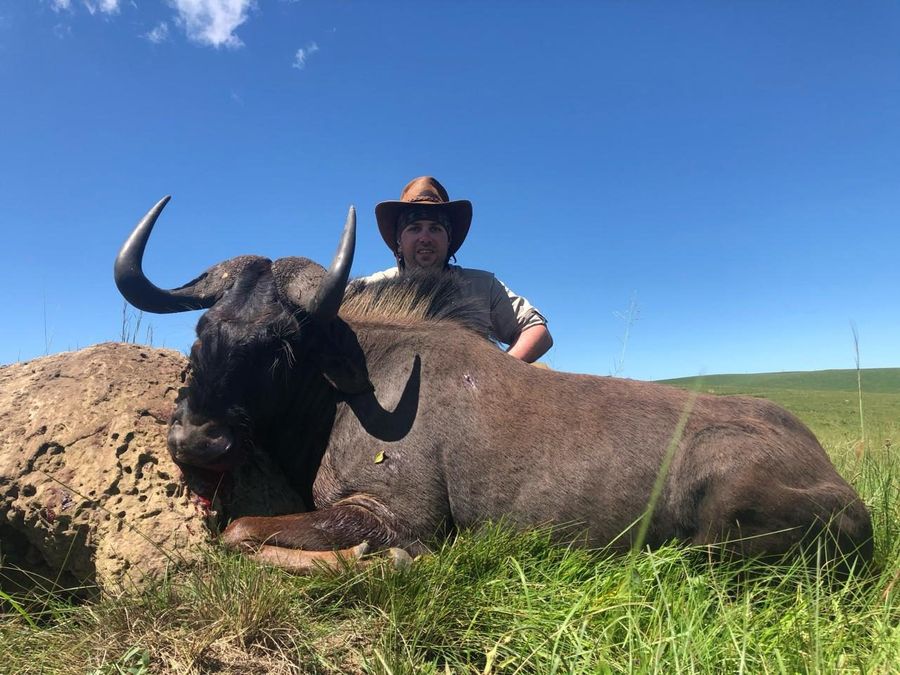 Black wildebeest, an Eastern Cape specialty