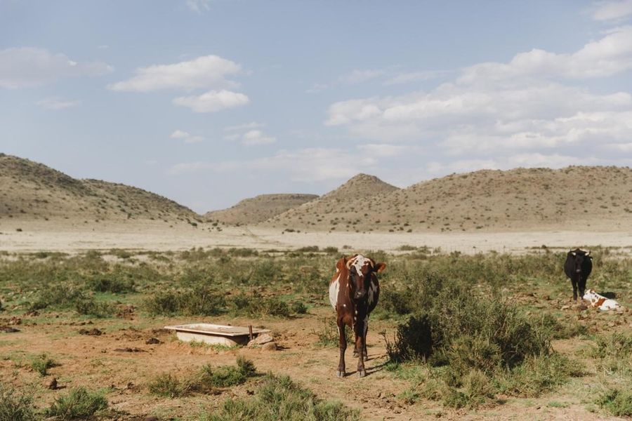 Hunters walking the Karoo veld